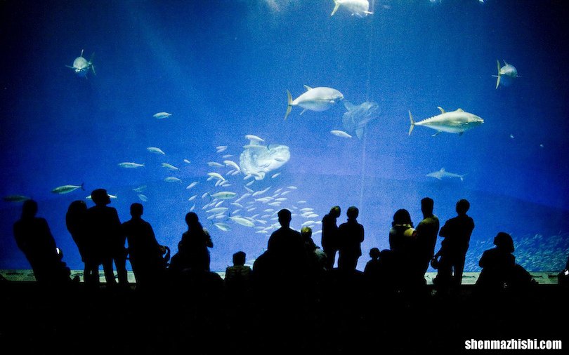 世界上最大的10个水族馆，排第一的有10万只海洋生物