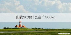 山农26为什么亩产300kg