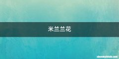 米兰兰花
