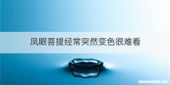 凤眼菩提经常突然变色很难看