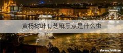 黄杨树叶有芝麻黑点是什么虫