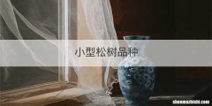 小型松树品种