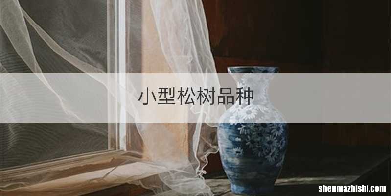 小型松树品种