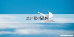 贵州松树品种