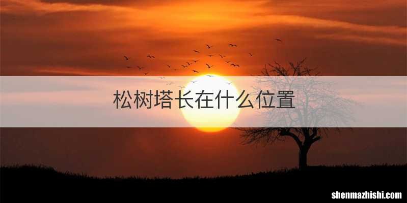 松树塔长在什么位置