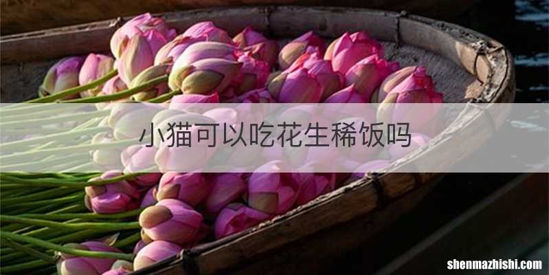 小猫可以吃花生稀饭吗