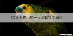 60多天的小猫一天能吃多少猫粮