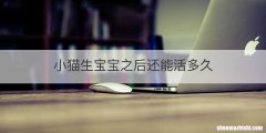 小猫生宝宝之后还能活多久