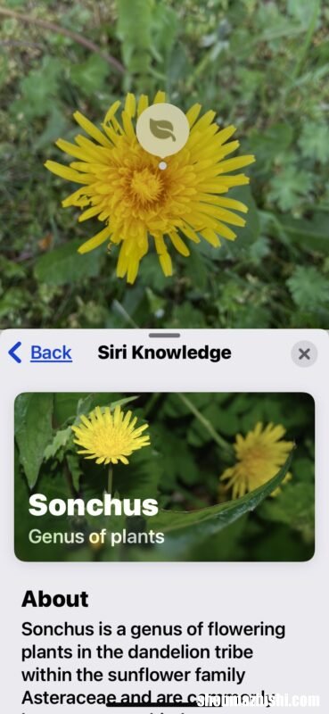 iPhone相机识别植物花卉教程 怎么用苹果手机拍照识别植物