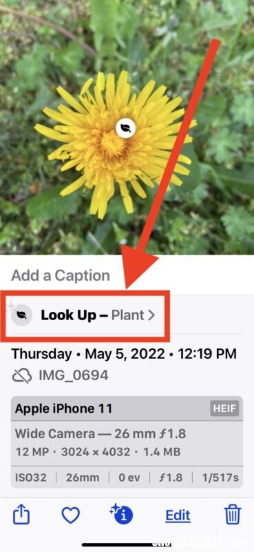 iPhone相机识别植物花卉教程 怎么用苹果手机拍照识别植物