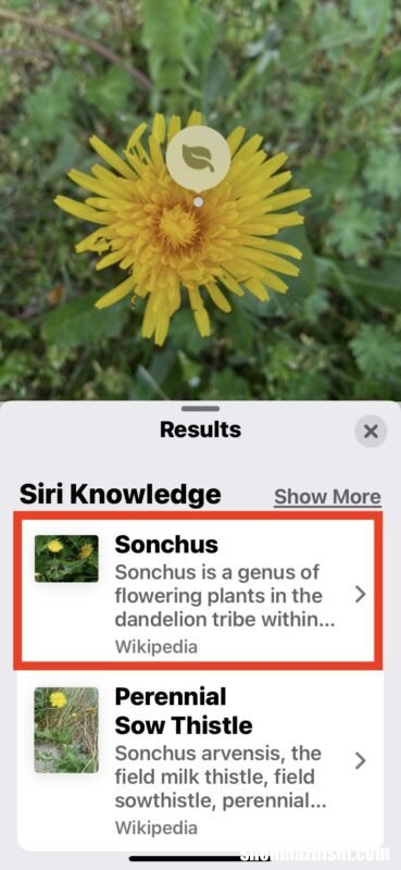 iPhone相机识别植物花卉教程 怎么用苹果手机拍照识别植物