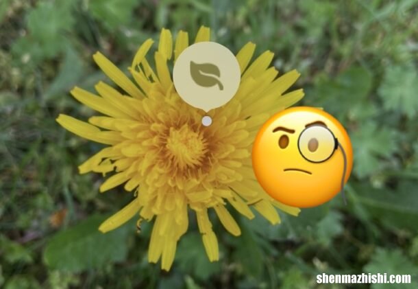 iPhone相机识别植物花卉教程 怎么用苹果手机拍照识别植物