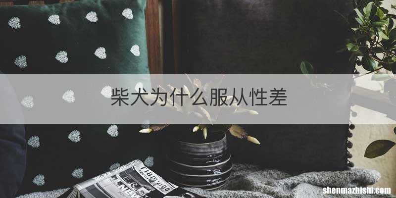 柴犬为什么服从性差