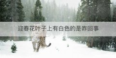 迎春花叶子上有白色的是咋回事