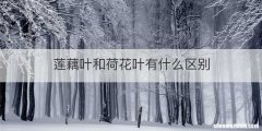 莲藕叶和荷花叶有什么区别
