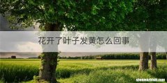 花开了叶子发黄怎么回事