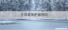 天蒜是保护植物吗