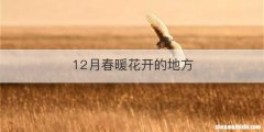 12月春暖花开的地方