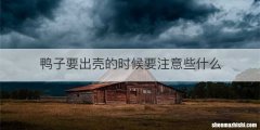 鸭子要出壳的时候要注意些什么