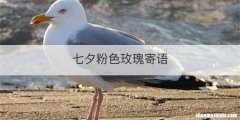 七夕粉色玫瑰寄语