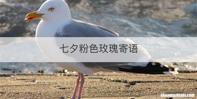 七夕粉色玫瑰寄语