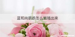 蓝和尚鹦鹉怎么繁殖出来