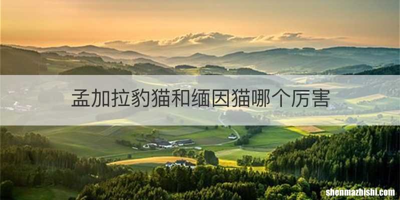 孟加拉豹猫和缅因猫哪个厉害