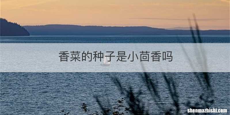 香菜的种子是小茴香吗