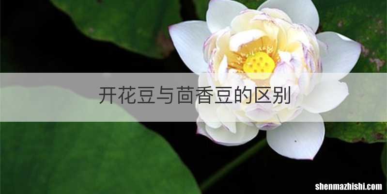开花豆与茴香豆的区别