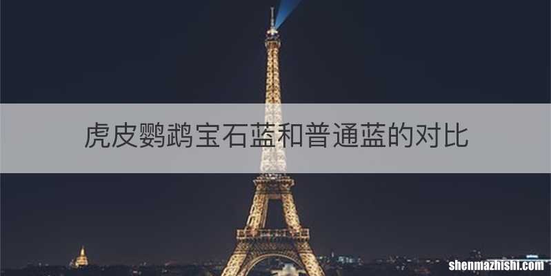 虎皮鹦鹉宝石蓝和普通蓝的对比