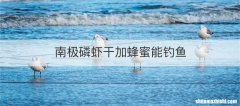 南极磷虾干加蜂蜜能钓鱼