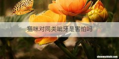 猫咪对同类呲牙是害怕吗