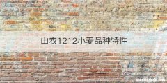 山农1212小麦品种特性