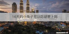 16天的小兔子可以吃胡萝卜吗