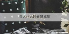 柴犬什么时候算成年