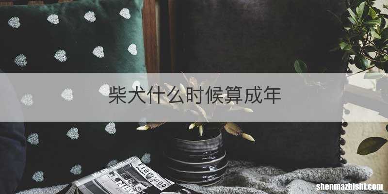 柴犬什么时候算成年