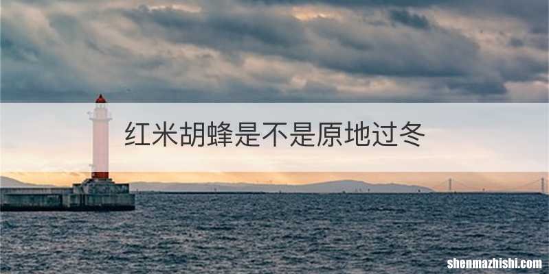 红米胡蜂是不是原地过冬