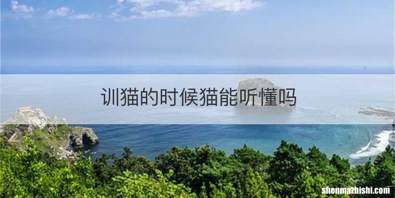 训猫的时候猫能听懂吗