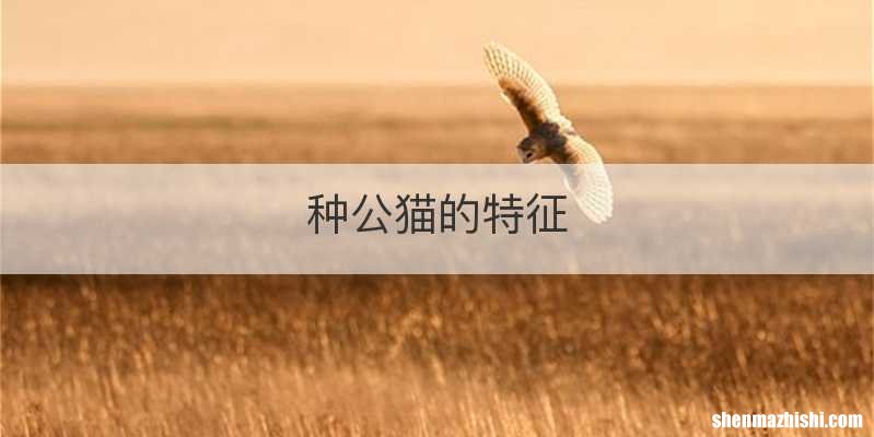 种公猫的特征
