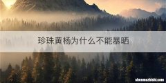 珍珠黄杨为什么不能暴晒