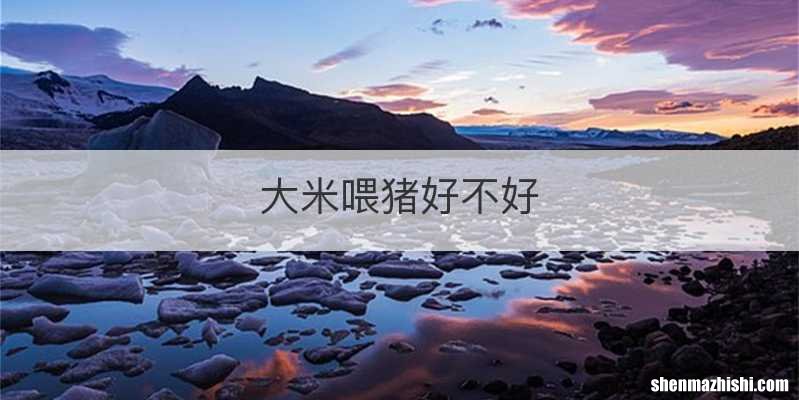 大米喂猪好不好