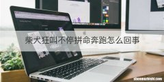 柴犬狂叫不停拼命奔跑怎么回事