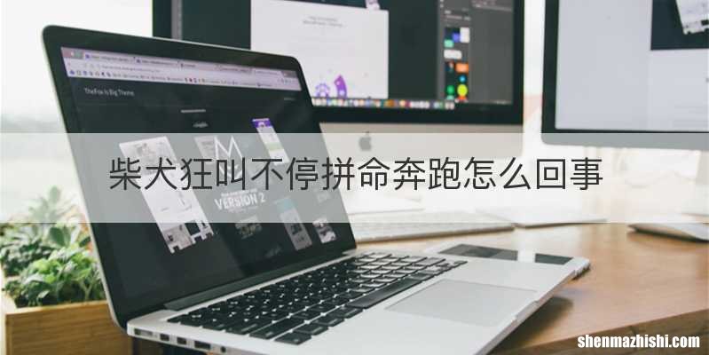 柴犬狂叫不停拼命奔跑怎么回事