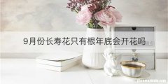 9月份长寿花只有根年底会开花吗