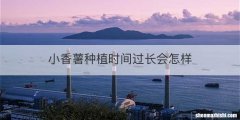 小香薯种植时间过长会怎样