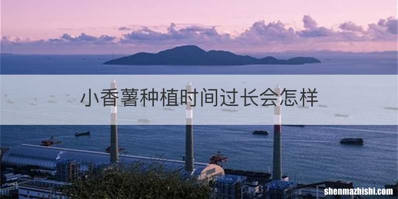 小香薯种植时间过长会怎样