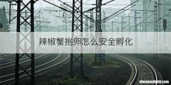 辣椒蟹抱卵怎么安全孵化