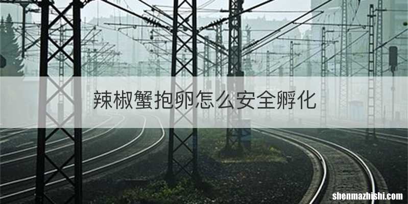 辣椒蟹抱卵怎么安全孵化