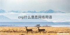 cnp什么意思网络用语