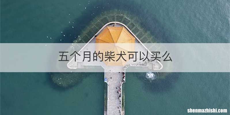五个月的柴犬可以买么